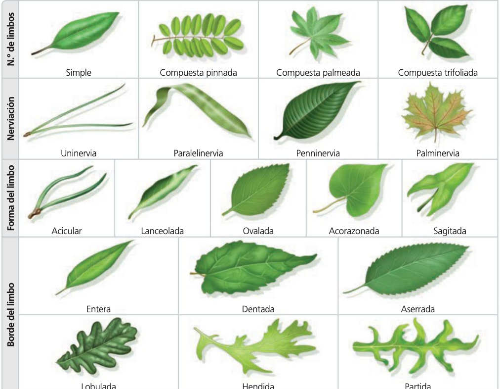 Tipos de hojas – Ciencia en Compañía